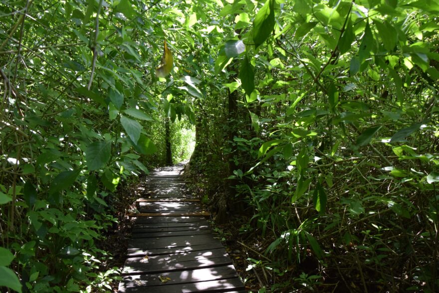 Cestičky z cedrového dřeva