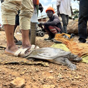 Kožitka - sladkovodní želva ulovená rybáři
