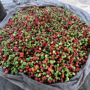 Úroda pálivých bio papriček zemědělců u Modré řeky