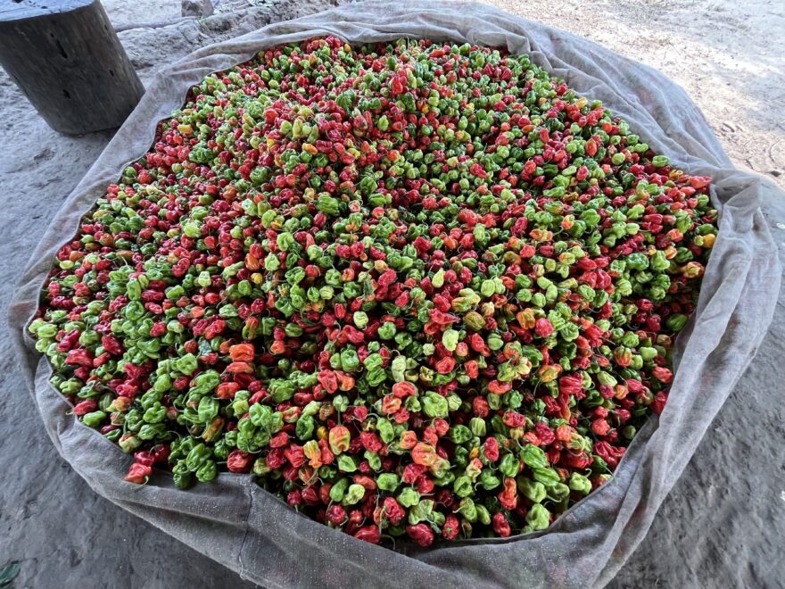 Úroda pálivých bio papriček zemědělců u Modré řeky