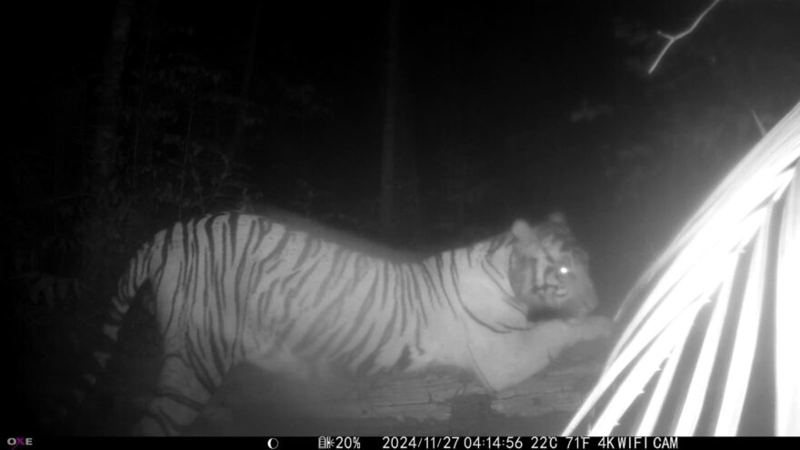 Tygr sumaterský při značení svého teritoria v sumaterském pralese