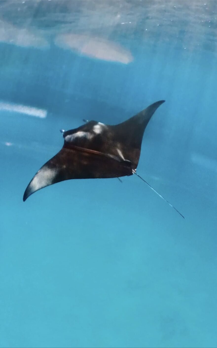 Manta obrovská, největší druh rejnoka na světě, je impozantní, ale není nebezpečná.