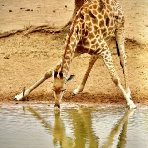 V Africe žije 9 druhů žiraf. Tady je jihoafrický poddruh. Při pití jsou nejzranitelnější vůči predátorům. Chvíli jim trvá dostat se do pozice a pak zase honem rychle nahoru se postavit. Proto většinou spolupracují v týmu… jedna pije, zbytek žiraf hlídá