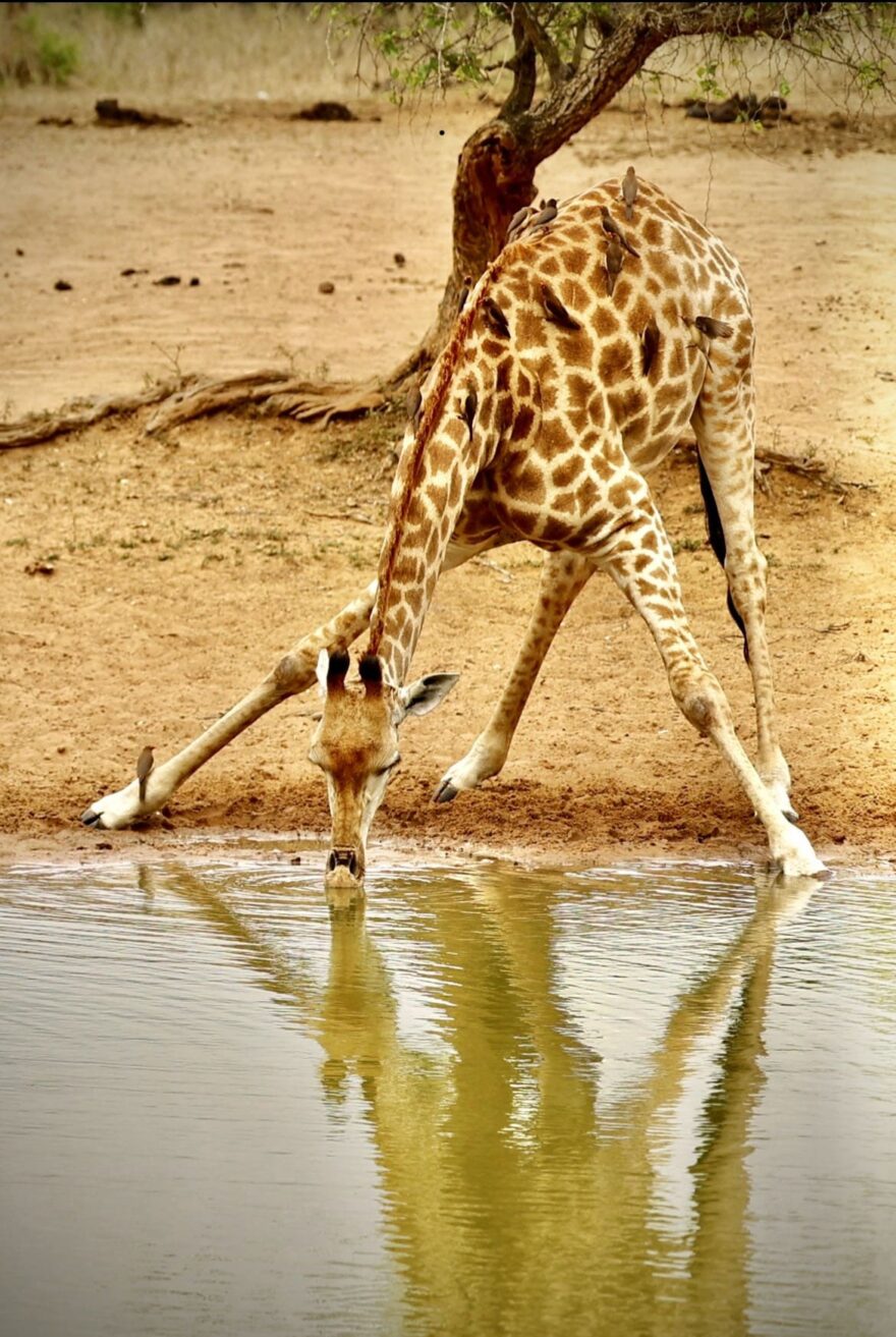 V Africe žije 9 druhů žiraf. Tady je jihoafrický poddruh. Při pití jsou nejzranitelnější vůči predátorům. Chvíli jim trvá dostat se do pozice a pak zase honem rychle nahoru se postavit. Proto většinou spolupracují v týmu… jedna pije, zbytek žiraf hlídá