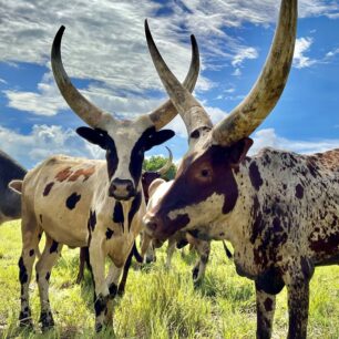 Krávy Ankole-Watusi, nebo také nazývány “dobytek králů” jsou původně z území severozápadní Ugandy a severní Rwandy. Dnes je však najdete i v jiných částech východní Afriky.