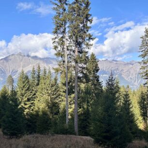 Skrze jehličnany na protilehlé vrcholky