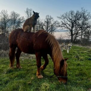 Koně jsou většinu času na trávě, a když je možnost, zajdu s nimi na lepší pastvinu, aby se pořádně najedli.