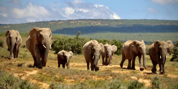 Na návštěvě u slonů v ugandském Národním parku královny Alžběty