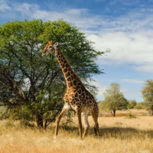 Viktoriiny vodopády Kraj hřmících vod, slonů a travnatých savan