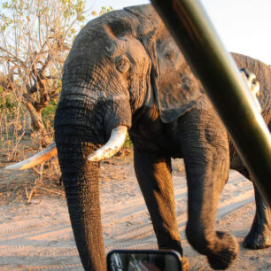 Viktoriiny vodopády Kraj hřmících vod, slonů a travnatých savan