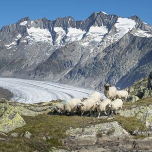 Ovce na Aletschském ledovci. Foto: aletscharena.ch