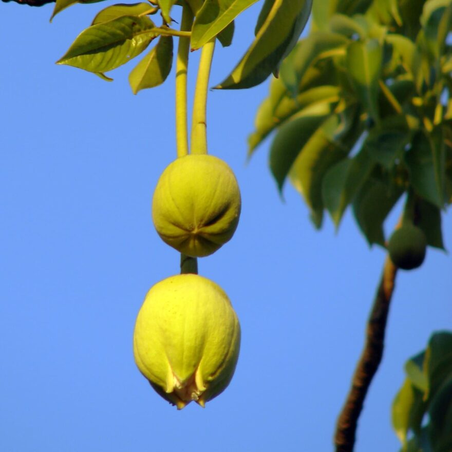 Africké baobaby: příbytky božstev a objekty kultického uctívání