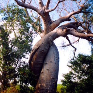 Africké baobaby: příbytky božstev a objekty kultického uctívání