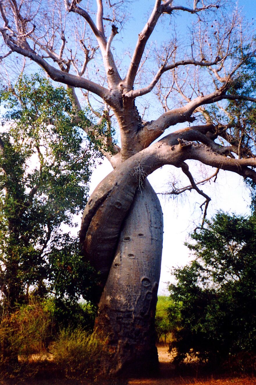 Africké baobaby: příbytky božstev a objekty kultického uctívání