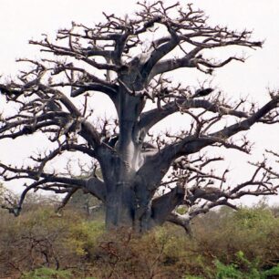 Africké baobaby: příbytky božstev a objekty kultického uctívání