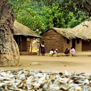 Africké baobaby: příbytky božstev a objekty kultického uctívání