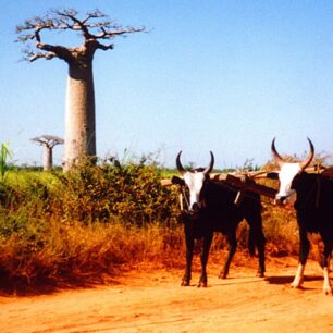 Africké baobaby: příbytky božstev a objekty kultického uctívání