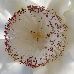 Africké baobaby: příbytky božstev a objekty kultického uctívání