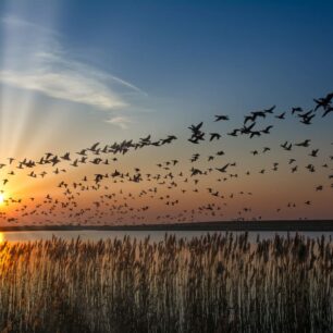 Národní park Wattenmeer © Adobe Stock/travelpeter