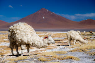 Bolívie-Barevným Altiplanem