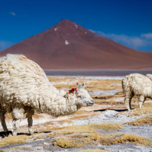 Bolívie-Barevným Altiplanem