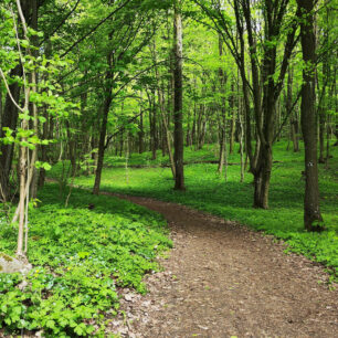 Hluboké lesy přeplněné rostlinstvem