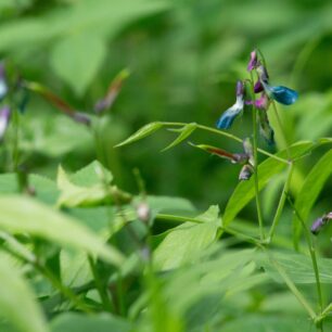 Hrachor jarní v parku Suwalki