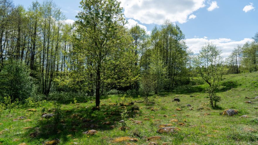 Louky s bludnými balvany