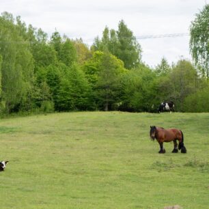 Na pastvinách jsou tu krávy, koně i čápi