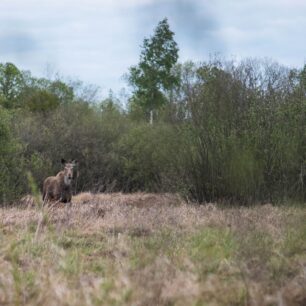 Duch biebrzanských bažin. Setkání s losem, majestátním vládcem této krajiny, je vrcholem návštěvy