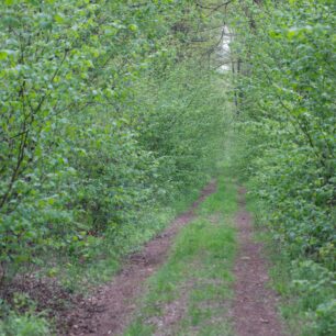 Lesní cesta vedoucí do neznáma, ideální na horské kolo