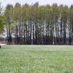 Srnčí zvěř je častým, i když vždy kouzelným úkazem na okrajích lesů a luk