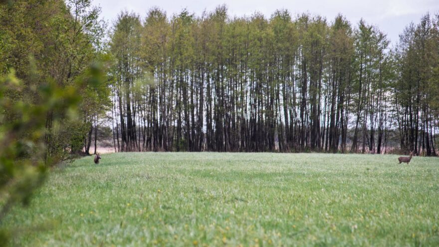 Srnčí zvěř je častým, i když vždy kouzelným úkazem na okrajích lesů a luk