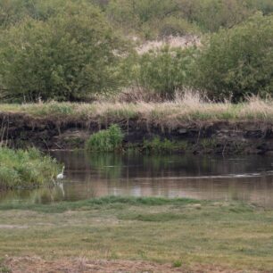 Život na řece Biebrze nikdy nespí. Vodní ptáci využívají její klidné břehy k odpočinku i hledání potravy