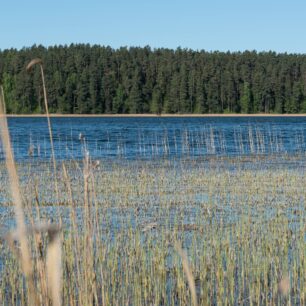 Břehy jezera Wigry nejsou jen pláže, ale hlavně kilometry rákosí, které ukrývá život