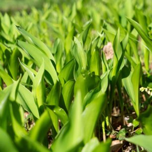 Konvalinky těsně před rozkvětem