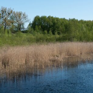 Křišťálově čistá voda řeky Czarna Hańcza. Domov vzácných ryb a ptactva