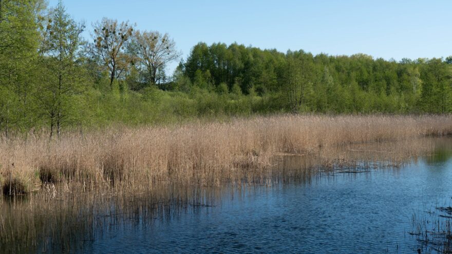 Křišťálově čistá voda řeky Czarna Hańcza. Domov vzácných ryb a ptactva