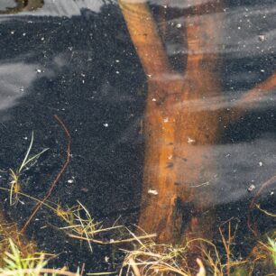 Mrtvé dřevo dává život. Holé kmeny v jezírku „suchar“ jsou němými svědky koloběhu přírody