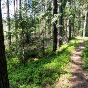 Naučnými stezkami je celý park doslova propleten