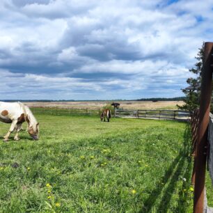 Pasoucí se koně na narwiańských loukách. Nejsou tu jen na okrasu, jejich pastva pomáhá udržovat krajinu otevřenou a podporuje biodiverzitu