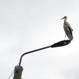 Příroda a civilizace v dokonalé symbióze. Pro čápa je i moderní lampa skvělým místem k odpočinku a pozorování okolí