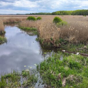 Řeka Narew si razí cestu nekonečným mořem rákosí. Právě v této spleti se ukrývá největší ptačí bohatství parku