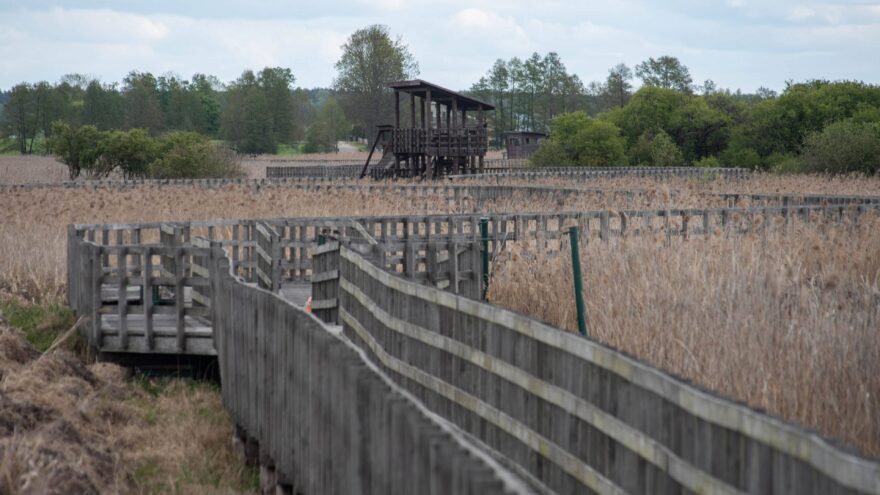 V ploché krajině bažin je každá pozorovací věž jako maják. Nabízí pohled z ptačí perspektivy na nekonečné moře rákosí