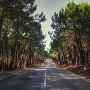 Borovice v Dunas de Liencres ©Turismo de Cantabria