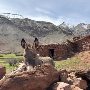 Oslík, nejlepší přítel horalů.