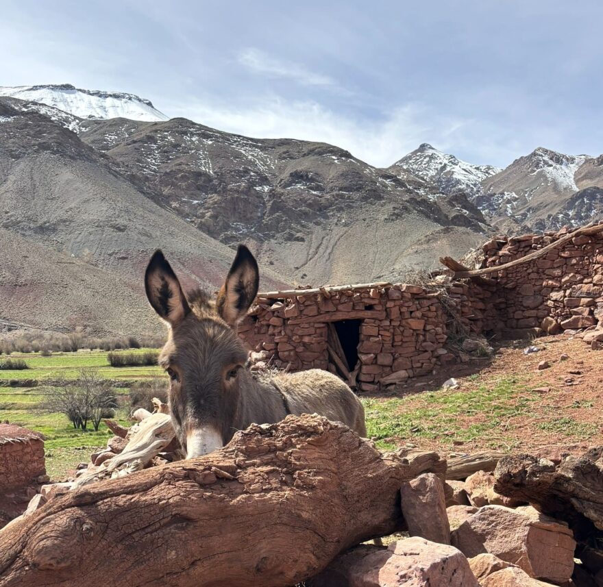 Oslík, nejlepší přítel horalů.
