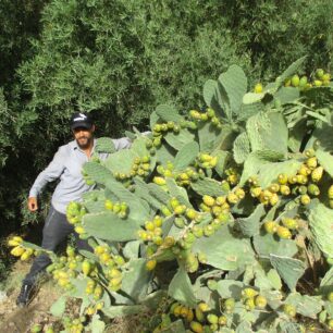V letních měsících dozrávají opunciové fíky. 