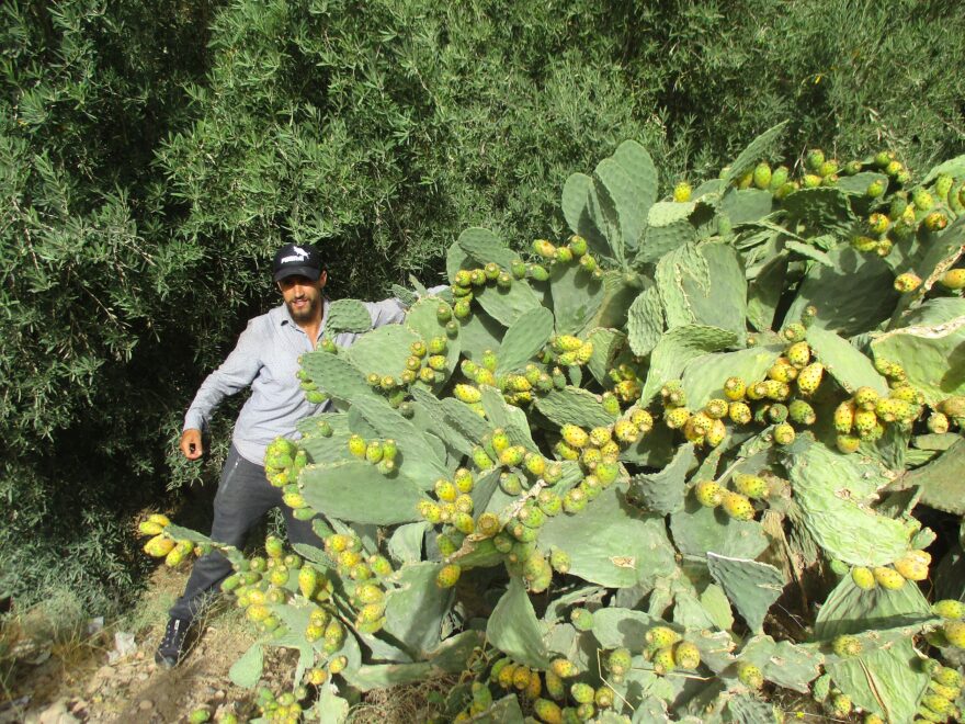 V letních měsících dozrávají opunciové fíky. 