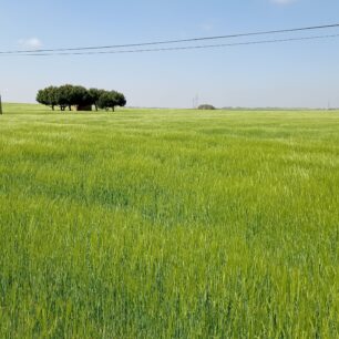 Nekonečná pole mesety, v květnu v zelené barvě